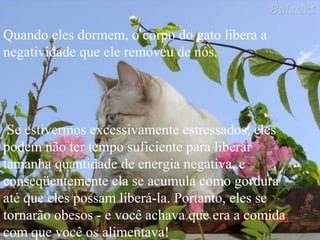 Quando eles dormem, o corpo do gato libera a
negatividade que ele removeu de nós.
Se estivermos excessivamente estressados, eles
podem não ter tempo suficiente para liberar
tamanha quantidade de energia negativa, e
conseqüentemente ela se acumula como gordura
até que eles possam liberá-la. Portanto, eles se
tornarão obesos - e você achava que era a comida
com que você os alimentava!
 