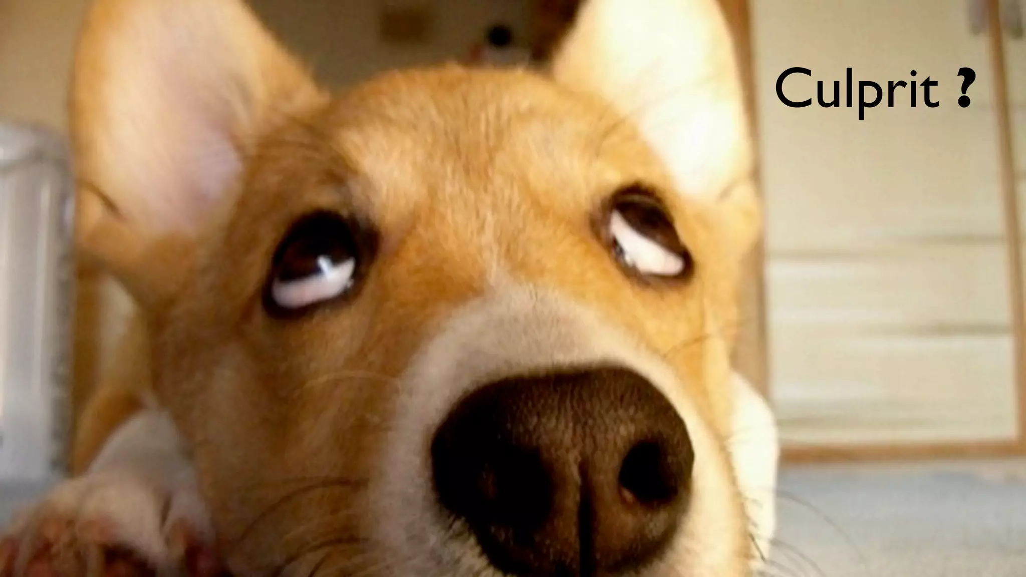 Culprit ?
 
