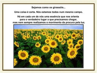 Sejamos como os girassóis...
 Uma coisa é certa. Nós estamos todos num mesmo campo.
   Há em cada um de nós uma essência que nos orienta
     para o verdadeiro lugar a que precisamos chegar,
mas nem sempre realizamos o movimento da procura pela luz.
 