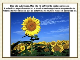 Eles são submissos. Mas não há sofrimento nesta submissão.
 A sabedoria vegetal os conduz a uma forma de seguimento surpreendente.
Fidelidade incondicional que os determina no mundo, mas sem escravizá-los.
 