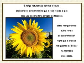 É força natural que conduz o caule,

ordenando e determinando que a rosa realize o giro,

    toda vez que mudar a direção do Regente.



                                       Estão mergulhados

                                             numa forma

                                         de saber milenar,

                                       regra que a criação

                                       fez questão de deixar

                                             na memória

                                             da espécie.
 