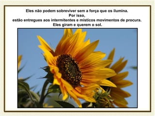 Eles não podem sobreviver sem a força que os ilumina.
                              Por isso,
estão entregues aos intermitentes e místicos movimentos de procura.
                     Eles giram e querem o sol.
 