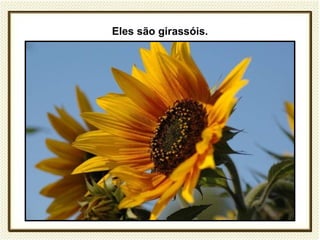 Eles são girassóis.
 