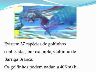 Existem 37 espécies de golfinhos conhecidas, por exemplo, Golfinho de Barriga Branca.Os golfinhos podem nadar  a 40Km/h. Também podem ser vistos perto de Setúbal. 