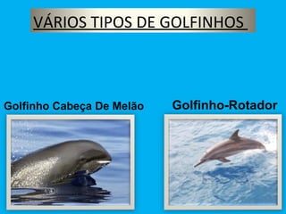 Golfinho-Rotador Golfinho Cabeça De Melão VÁRIOS TIPOS DE GOLFINHOS  
