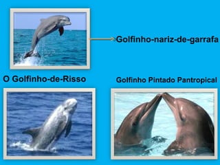 O Golfinho-de-Risso Golfinho Pintado Pantropical Golfinho-nariz-de-garrafa 