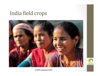 India	
  Aield	
  crops	
  

CCAFS	
  (websearch)	
  

 