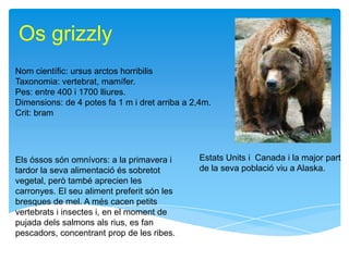 Os grizzly
Nom científic: ursus arctos horribilis
Taxonomia: vertebrat, mamífer.
Pes: entre 400 i 1700 lliures.
Dimensions: de 4 potes fa 1 m i dret arriba a 2,4m.
Crit: bram




Els óssos són omnívors: a la primavera i       Estats Units i Canada i la major part
tardor la seva alimentació és sobretot         de la seva població viu a Alaska.
vegetal, però també aprecien les
carronyes. El seu aliment preferit són les
bresques de mel. A més cacen petits
vertebrats i insectes i, en el moment de
pujada dels salmons als rius, es fan
pescadors, concentrant prop de les ribes.
 