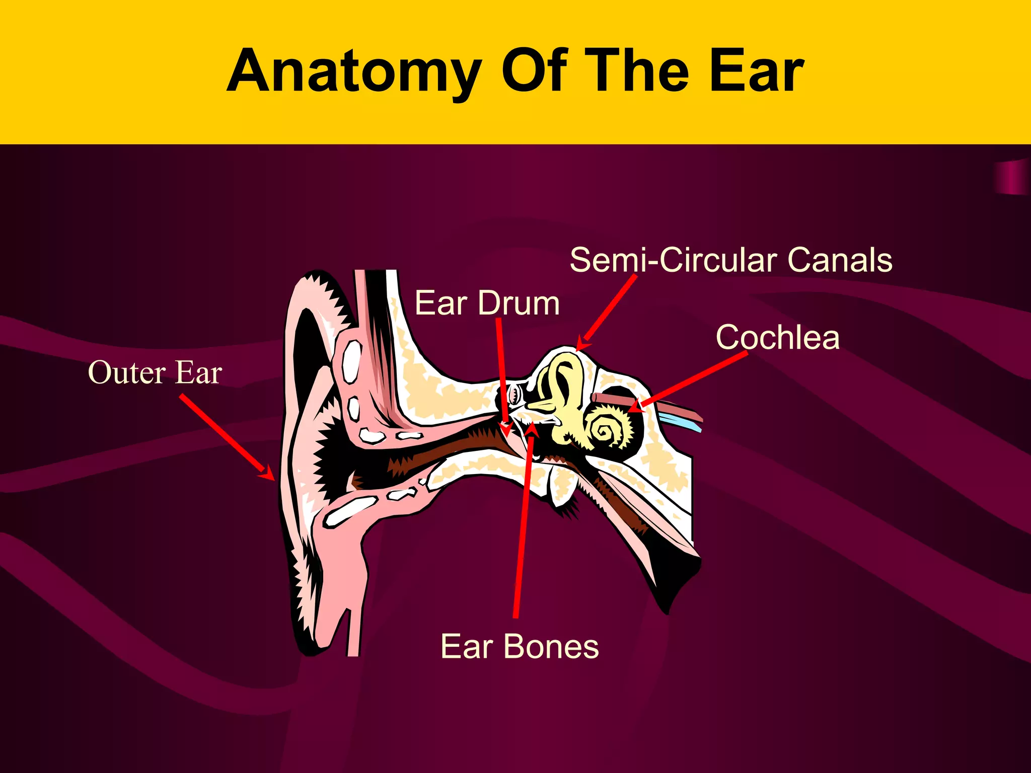 Anatomy Of The Ear
Ear Drum
Semi-Circular Canals
Cochlea
Ear Bones
Outer Ear
 