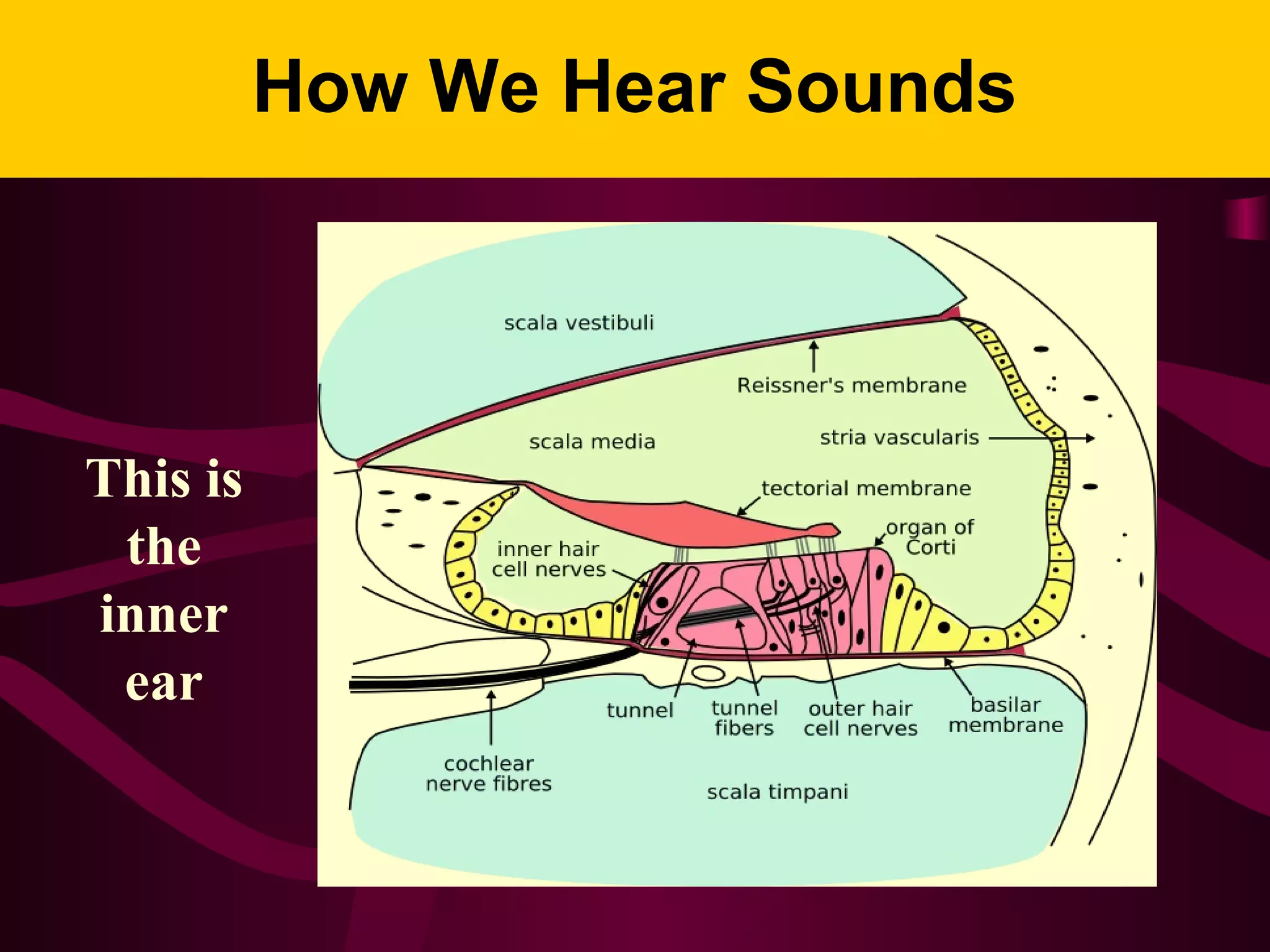 How We Hear Sounds
This is
the
inner
ear
 