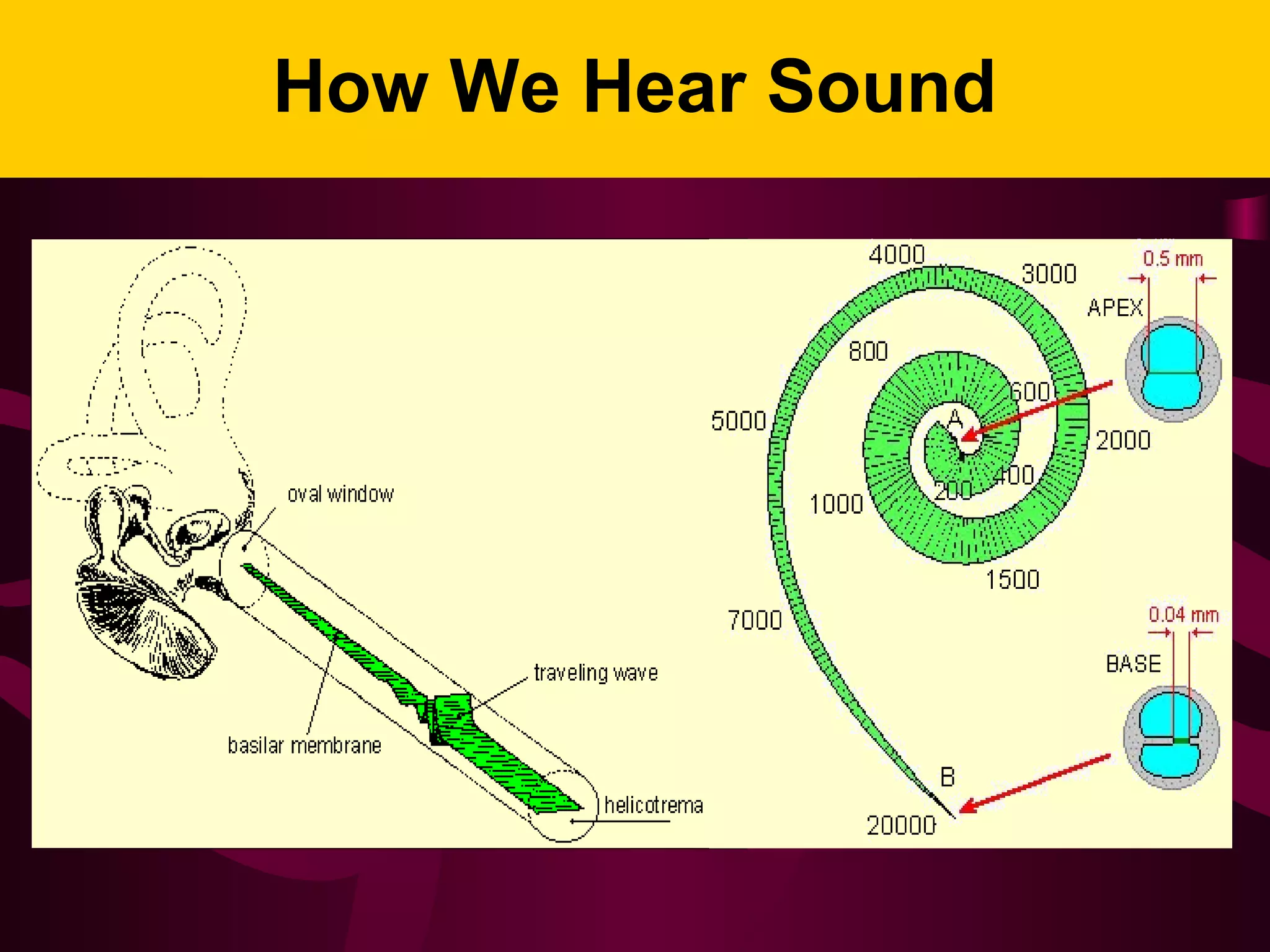 How We Hear Sound
 