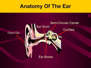 Anatomy Of The Ear
Ear Drum
Semi-Circular Canals
Cochlea
Ear Bones
Outer Ear
 