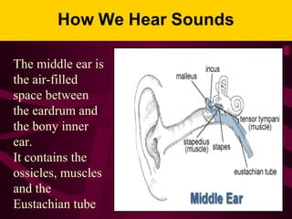 The middle ear is
the air-filled
space between
the eardrum and
the bony inner
ear.
It contains the
ossicles, muscles
and the
Eustachian tube
 