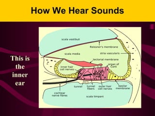 How We Hear Sounds
This is
the
inner
ear
 