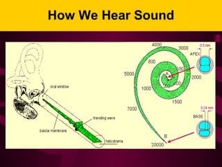 How We Hear Sound
 