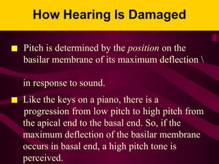 ■ Pitch is determined by the position on the
basilar membrane of its maximum deflection 
in response to sound.
■ Like the keys on a piano, there is a
progression from low pitch to high pitch from
the apical end to the basal end. So, if the
maximum deflection of the basilar membrane
occurs in basal end, a high pitch tone is
perceived.
 