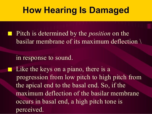 What will damage to the basilar membrane most likely result in?