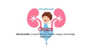 Cloaca
Ahmed oshiba, assistant lecturer, Pediatric Surgery and Urology
department
 