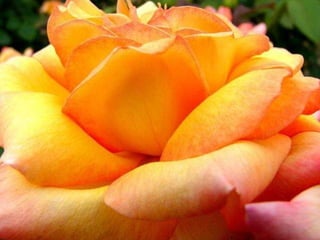 Qual a necessidade de tantas flores no mundo? Apenas rosas bastariam… 