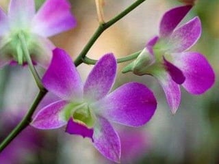 Mas a existência é farta – milhões e milhões de flores, milhões e milhões de pássaros, milhões de animais – tudo em abundância… 