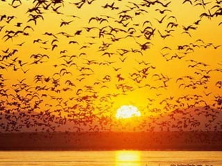 Assim como tudo na natureza, você é um ser  absolutamente sagrado! Você nasceu para as grandes alturas. Voe sem medo, porque você é o  INFINITO! 