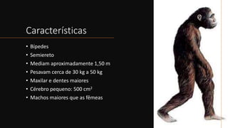 Características
• Bípedes
• Semiereto
• Mediam aproximadamente 1,50 m
• Pesavam cerca de 30 kg a 50 kg
• Maxilar e dentes maiores
• Cérebro pequeno: 500 cm2
• Machos maiores que as fêmeas
 