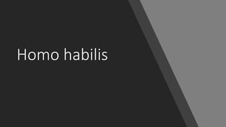 Homo habilis
 