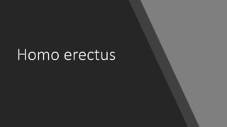Homo erectus
 