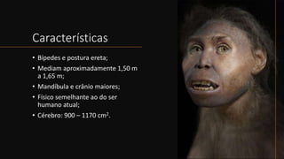 Características
• Bípedes e postura ereta;
• Mediam aproximadamente 1,50 m
a 1,65 m;
• Mandíbula e crânio maiores;
• Físico semelhante ao do ser
humano atual;
• Cérebro: 900 – 1170 cm2.
 