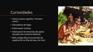 Curiosidades
• Homo erectus significa “homem
ereto”;
• Descoberta do fogo;
• Enterravam mortos;
• Fabricavam ferramentas de pedra
lascada com simetria bilateral;
• Mais antigo fóssil encontrado da
espécie foi na ilha de Java, em 1891.
 