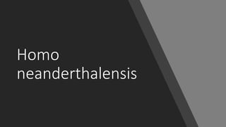 Homo
neanderthalensis
 