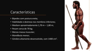 Características
• Bípedes com postura ereta;
• Habilidade e destreza nos membros inferiores;
• Mediam aproximadamente 1,70 m – 1,80 m;
• Pesam cerca de 70 kg;
• Menos massa muscular;
• Mandíbula menor;
• Cérebro altamente desenvolvido, com 1400 cm2.
 