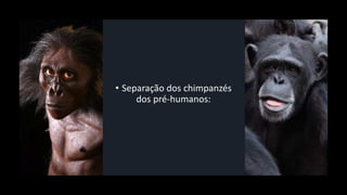 • Separação dos chimpanzés
dos pré-humanos:
 
