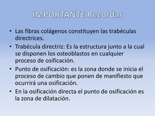 • Las fibras colágenos constituyen las trabéculas
directrices.
• Trabécula directriz: Es la estructura junto a la cual
se disponen los osteoblastos en cualquier
proceso de osificación.
• Punto de osificación: es la zona donde se inicia el
proceso de cambio que ponen de manifiesto que
ocurrirá una osificación.
• En la osificación directa el punto de osificación es
la zona de dilatación.
 
