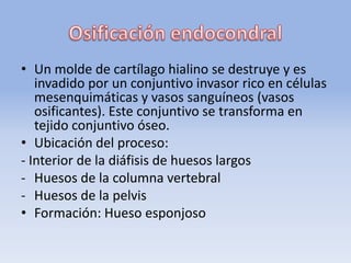 • Un molde de cartílago hialino se destruye y es
invadido por un conjuntivo invasor rico en células
mesenquimáticas y vasos sanguíneos (vasos
osificantes). Este conjuntivo se transforma en
tejido conjuntivo óseo.
• Ubicación del proceso:
- Interior de la diáfisis de huesos largos
- Huesos de la columna vertebral
- Huesos de la pelvis
• Formación: Hueso esponjoso
 