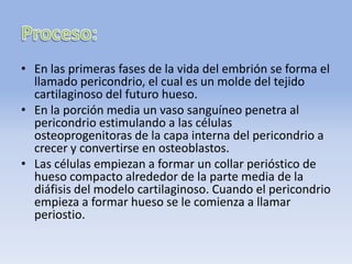 • En las primeras fases de la vida del embrión se forma el
llamado pericondrio, el cual es un molde del tejido
cartilaginoso del futuro hueso.
• En la porción media un vaso sanguíneo penetra al
pericondrio estimulando a las células
osteoprogenitoras de la capa interna del pericondrio a
crecer y convertirse en osteoblastos.
• Las células empiezan a formar un collar perióstico de
hueso compacto alrededor de la parte media de la
diáfisis del modelo cartilaginoso. Cuando el pericondrio
empieza a formar hueso se le comienza a llamar
periostio.
 