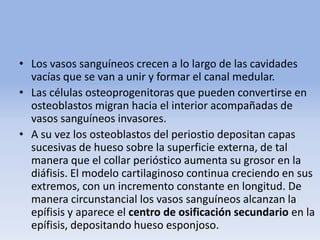• Los vasos sanguíneos crecen a lo largo de las cavidades
vacías que se van a unir y formar el canal medular.
• Las células osteoprogenitoras que pueden convertirse en
osteoblastos migran hacia el interior acompañadas de
vasos sanguíneos invasores.
• A su vez los osteoblastos del periostio depositan capas
sucesivas de hueso sobre la superficie externa, de tal
manera que el collar perióstico aumenta su grosor en la
diáfisis. El modelo cartilaginoso continua creciendo en sus
extremos, con un incremento constante en longitud. De
manera circunstancial los vasos sanguíneos alcanzan la
epífisis y aparece el centro de osificación secundario en la
epífisis, depositando hueso esponjoso.
 