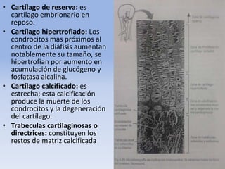 • Cartílago de reserva: es
cartílago embrionario en
reposo.
• Cartílago hipertrofiado: Los
condrocitos mas próximos al
centro de la diáfisis aumentan
notablemente su tamaño, se
hipertrofian por aumento en
acumulación de glucógeno y
fosfatasa alcalina.
• Cartílago calcificado: es
estrecha; esta calcificación
produce la muerte de los
condrocitos y la degeneración
del cartílago.
• Trabeculas cartilaginosas o
directrices: constituyen los
restos de matriz calcificada
 