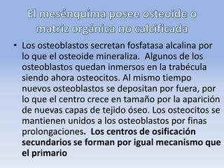 • Los osteoblastos secretan fosfatasa alcalina por
lo que el osteoide mineraliza. Algunos de los
osteoblastos quedan inmersos en la trabécula
siendo ahora osteocitos. Al mismo tiempo
nuevos osteoblastos se depositan por fuera, por
lo que el centro crece en tamaño por la aparición
de nuevas capas de tejido óseo. Los osteocitos se
mantienen unidos a los osteoblastos por finas
prolongaciones. Los centros de osificación
secundarios se forman por igual mecanismo que
el primario
 