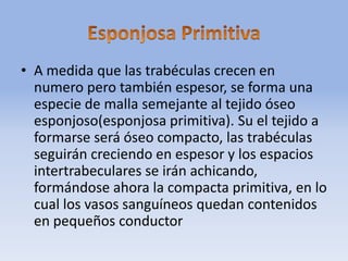 • A medida que las trabéculas crecen en
numero pero también espesor, se forma una
especie de malla semejante al tejido óseo
esponjoso(esponjosa primitiva). Su el tejido a
formarse será óseo compacto, las trabéculas
seguirán creciendo en espesor y los espacios
intertrabeculares se irán achicando,
formándose ahora la compacta primitiva, en lo
cual los vasos sanguíneos quedan contenidos
en pequeños conductor
 
