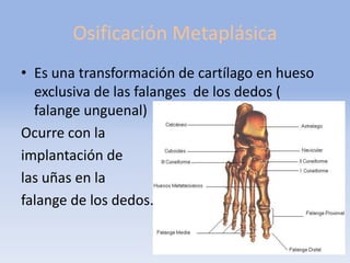 Osificación Metaplásica
• Es una transformación de cartílago en hueso
exclusiva de las falanges de los dedos (
falange unguenal)
Ocurre con la
implantación de
las uñas en la
falange de los dedos.
 