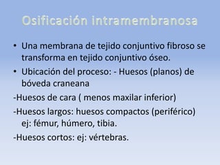 • Una membrana de tejido conjuntivo fibroso se
transforma en tejido conjuntivo óseo.
• Ubicación del proceso: - Huesos (planos) de
bóveda craneana
-Huesos de cara ( menos maxilar inferior)
-Huesos largos: huesos compactos (periférico)
ej: fémur, húmero, tibia.
-Huesos cortos: ej: vértebras.
 