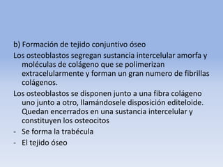 b) Formación de tejido conjuntivo óseo
Los osteoblastos segregan sustancia intercelular amorfa y
moléculas de colágeno que se polimerizan
extracelularmente y forman un gran numero de fibrillas
colágenos.
Los osteoblastos se disponen junto a una fibra colágeno
uno junto a otro, llamándosele disposición editeloide.
Quedan encerrados en una sustancia intercelular y
constituyen los osteocitos
- Se forma la trabécula
- El tejido óseo
 