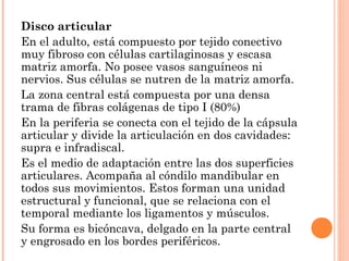 Disco articular
En el adulto, está compuesto por tejido conectivo
muy fibroso con células cartilaginosas y escasa
matriz amorfa. No posee vasos sanguíneos ni
nervios. Sus células se nutren de la matriz amorfa.
La zona central está compuesta por una densa
trama de fibras colágenas de tipo I (80%)
En la periferia se conecta con el tejido de la cápsula
articular y divide la articulación en dos cavidades:
supra e infradiscal.
Es el medio de adaptación entre las dos superficies
articulares. Acompaña al cóndilo mandibular en
todos sus movimientos. Estos forman una unidad
estructural y funcional, que se relaciona con el
temporal mediante los ligamentos y músculos.
Su forma es bicóncava, delgado en la parte central
y engrosado en los bordes periféricos.
 