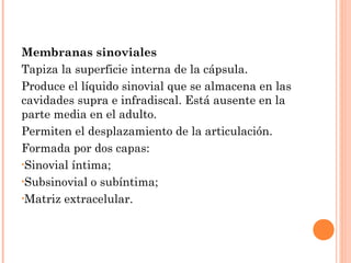 Membranas sinoviales
Tapiza la superficie interna de la cápsula.
Produce el líquido sinovial que se almacena en las
cavidades supra e infradiscal. Está ausente en la
parte media en el adulto.
Permiten el desplazamiento de la articulación.
Formada por dos capas:
•Sinovial íntima;
•Subsinovial o subíntima;
•Matriz extracelular.
 