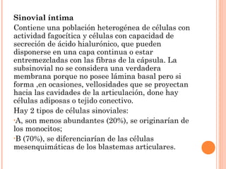 Sinovial íntima
Contiene una población heterogénea de células con
actividad fagocítica y células con capacidad de
secreción de ácido hialurónico, que pueden
disponerse en una capa continua o estar
entremezcladas con las fibras de la cápsula. La
subsinovial no se considera una verdadera
membrana porque no posee lámina basal pero si
forma ,en ocasiones, vellosidades que se proyectan
hacia las cavidades de la articulación, done hay
células adiposas o tejido conectivo.
Hay 2 tipos de células sinoviales:
•A, son menos abundantes (20%), se originarían de
los monocitos;
•B (70%), se diferenciarían de las células
mesenquimáticas de los blastemas articulares.
 