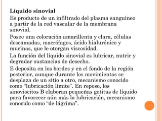 Líquido sinovial
Es producto de un infiltrado del plasma sanguíneo
a partir de la red vascular de la membrana
sinovial.
Posee una coloración amarillenta y clara, células
descamadas, macrófagos, ácido hialurónico y
mucinas, que le otorgan viscosidad.
La función del líquido sinovial es lubricar, nutrir y
degradar sustancias de desecho.
E deposita en los bordes y en el fondo de la región
posterior, aunque durante los movimientos se
desplaza de un sitio a otro, mecanismo conocido
como “lubricación límite”. En reposo, los
sinoviocitos B elaboran pequeñas gotitas de líquido
para favorecer aún más la lubricación, mecanismo
conocido como “de lágrima”.
 