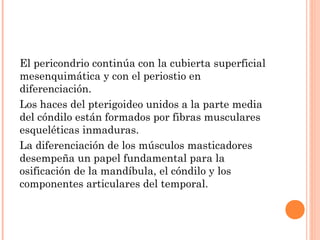 El pericondrio continúa con la cubierta superficial
mesenquimática y con el periostio en
diferenciación.
Los haces del pterigoideo unidos a la parte media
del cóndilo están formados por fibras musculares
esqueléticas inmaduras.
La diferenciación de los músculos masticadores
desempeña un papel fundamental para la
osificación de la mandíbula, el cóndilo y los
componentes articulares del temporal.
 