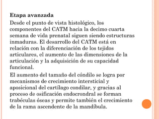 Etapa avanzada
Desde el punto de vista histológico, los
componentes del CATM hacia la decimo cuarta
semana de vida prenatal siguen siendo estructuras
inmaduras. El desarrollo del CATM está en
relación con la diferenciación de los tejidos
articulares, el aumento de las dimensiones de la
articulación y la adquisición de su capacidad
funcional.
El aumento del tamaño del cóndilo se logra por
mecanismos de crecimiento intersticial y
aposicional del cartílago condilar, y gracias al
proceso de osificación endocrondral se forman
trabéculas óseas y permite también el crecimiento
de la rama ascendente de la mandíbula.
 