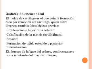 Osificación encocondral
El molde de cartílago es el que guía la formación
ósea por remoción del cartílago, quien sufre
diversos cambios histológicos previos:
•Proliferación e hipertrofia celular;
•Calcificación de la matriz cartilaginosa;
•Erosión;
•Formación de tejido osteoide y posterior
mineralización.
Ej.: huesos de la base del cráneo, condrocraneo o
rama montante del maxilar inferior.
 